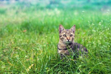 Çim çim üzerinde oturan kedi