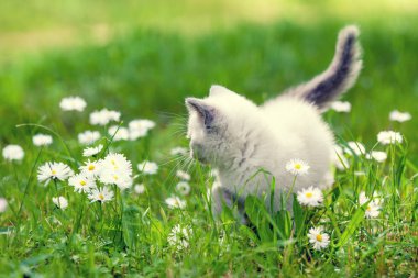 Papatya çiçek çim yaz aylarında yürüyüş sevimli kedicik