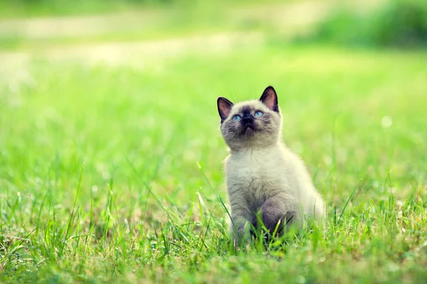 Carino Gattino Che Cammina Sull Erba — Foto Stock