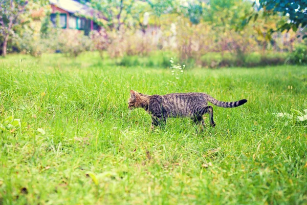 Cute Little Kitten Walking Grass — Stock Photo, Image