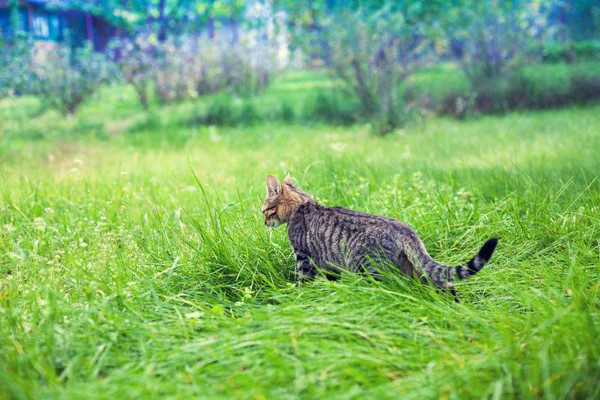 Cute Little Kitten Walking Grass — Stock Photo, Image