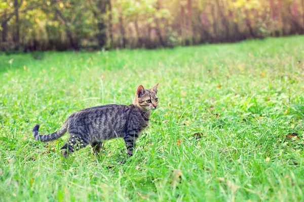 Ładny Mały Kotek Chodzenie Trawie — Zdjęcie stockowe