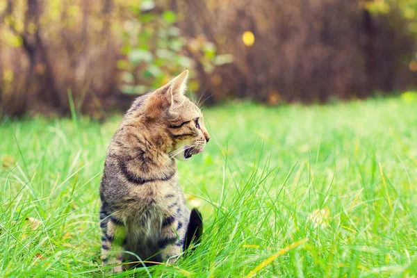 Çimenlerin Üzerinde Yürüyüş Sevimli Kedicik — Stok fotoğraf