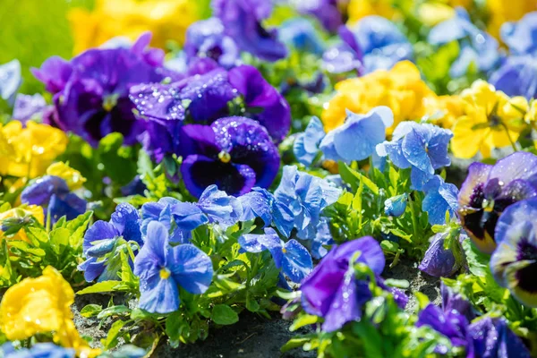 Квітучі Барвисті Квіти Альти Саду — стокове фото