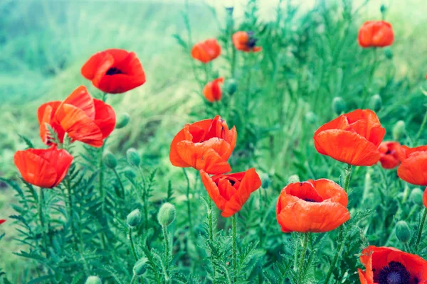 Blossoming Red Poppies Field Spring — Stock Photo, Image