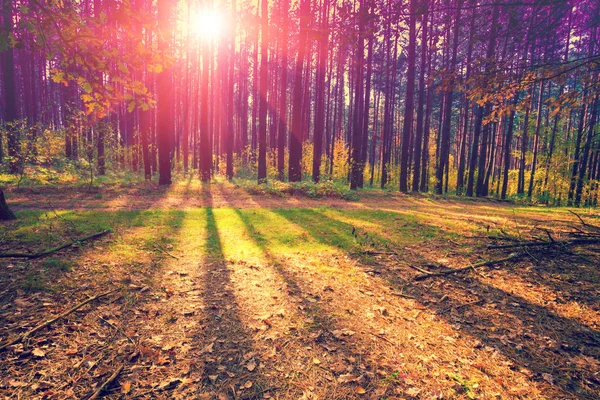Las Sosnowy Rano Jesienią Wschód Słońca Nad Lasem — Zdjęcie stockowe