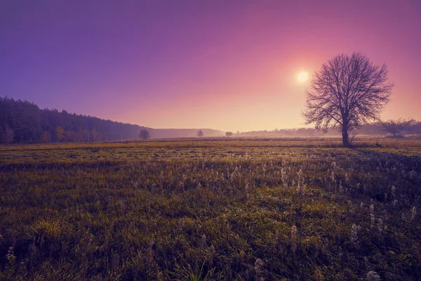 Sozinha Árvore Campo Contra Céu Por Sol — Fotografia de Stock