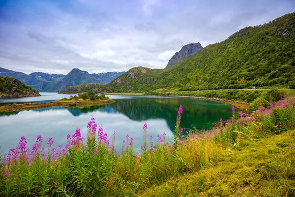 フィヨルドの眺め 曇った青空ピンク開花花と岩が多い海岸 ノルウェーの美しい自然 — ストック写真