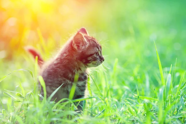 Yaz Aylarında Bir Çim Açık Yürüyüş Küçük Kedi Yavrusu — Stok fotoğraf