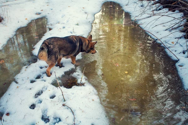 Собака Гуляет Лесу Зимой — стоковое фото