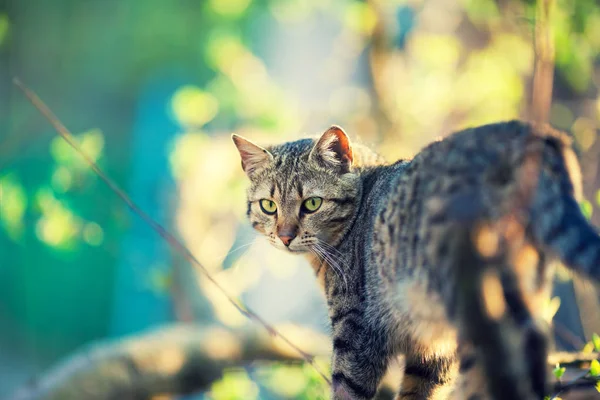 Cat Walking Outdoor Garden Spring — Stock Photo, Image