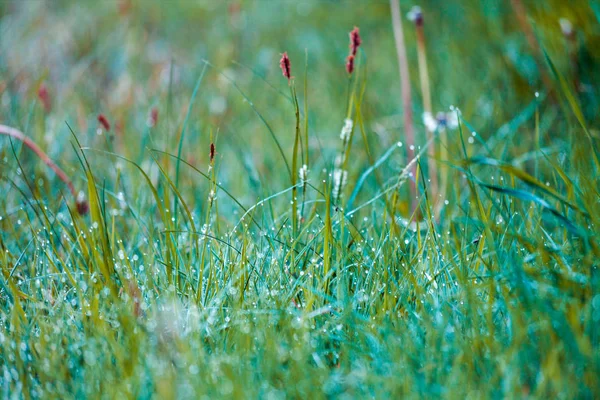Morgon Dagg Gräset — Stockfoto