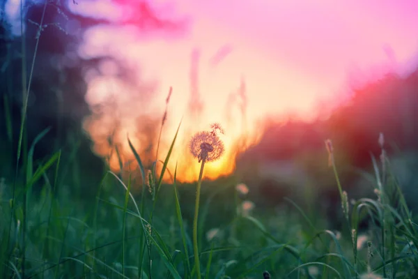 日落景象 狂野自然 蒲公英降落伞对粉红色日落天空 — 图库照片