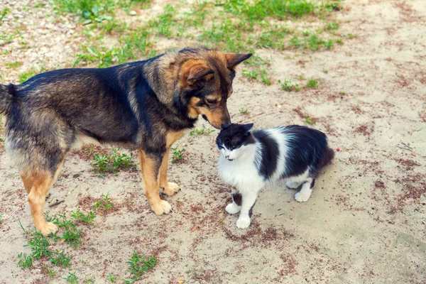 Kedi Sonbaharda Açık Oynayan Köpek — Stok fotoğraf