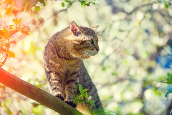 Porträt Einer Katze Auf Einem Ast Eines Apfelbaums Garten Frühling — Stockfoto