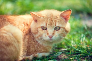 Kırmızı kedi açık çim üzerinde yalan