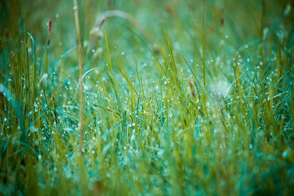 Morning Dew Grass — Stock Photo, Image