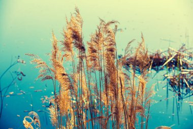 Vahşi doğa. Sonbahar kırsal manzara. Göl önünde otsu bitkiler