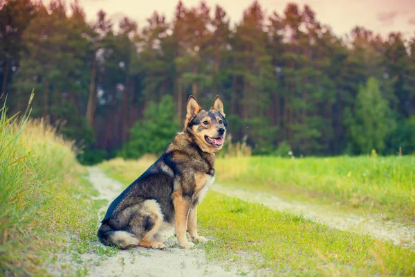 春の田舎の未舗装の道路上で座っている犬 — ストック写真