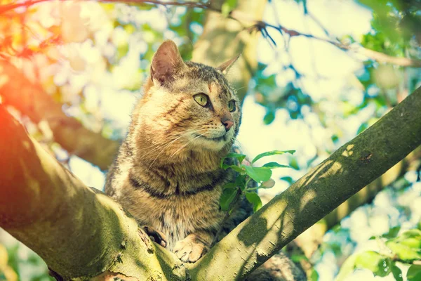 春の庭のりんごの木の枝に猫の肖像画 — ストック写真