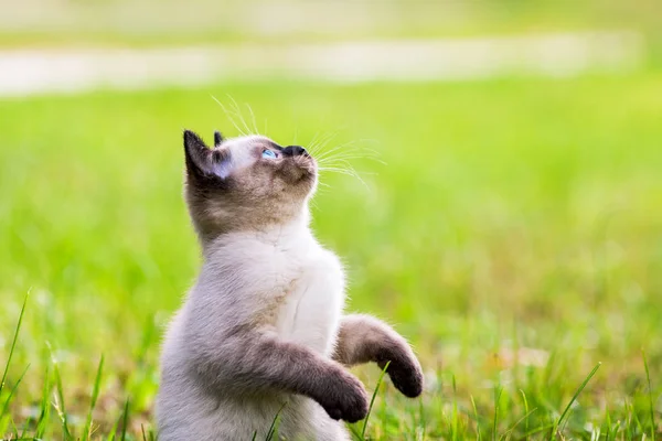 Gatinho Brincalhão Implorando Grama Verão — Fotografia de Stock