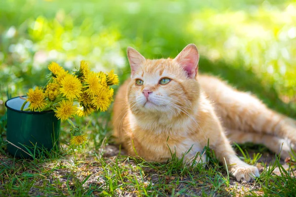 Röd Katt Liggande Ett Gräs Med Bukett Maskros Blommor Våren — Stockfoto