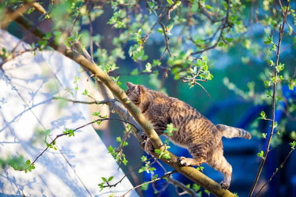 庭の木の枝の上を歩く猫 — ストック写真
