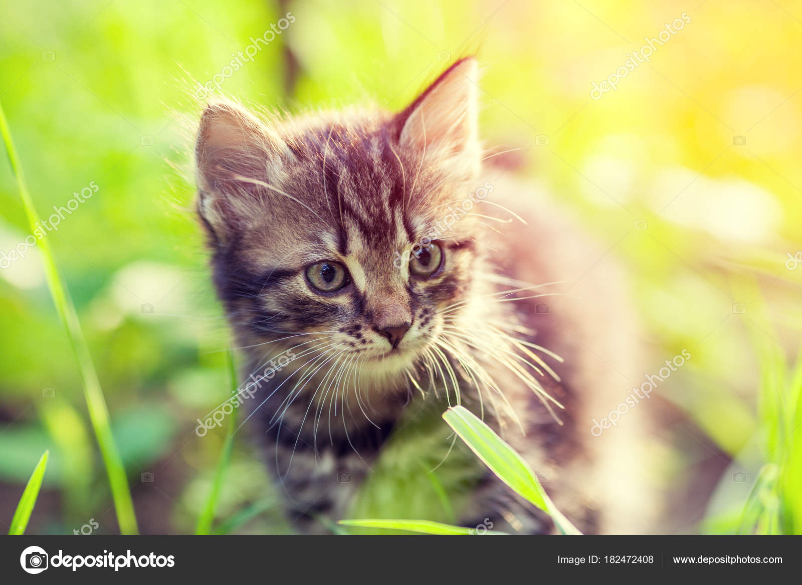 Chaton Au Coucher Du Soleil Images Libres De Droit Photos De Chaton Au Coucher Du Soleil Depositphotos