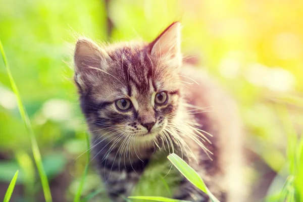 Little Kitten Walking Outdoor Grass Summer — Stock Photo, Image