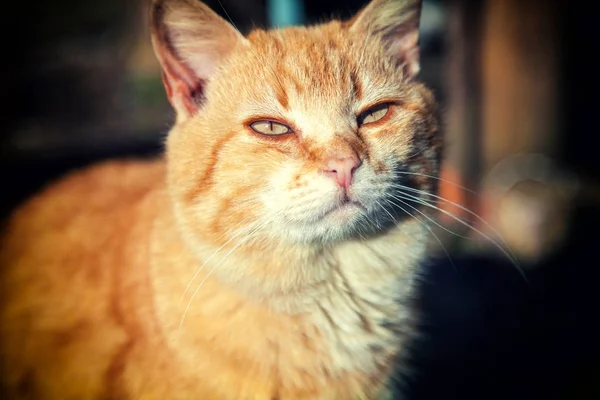 고양이 야외의 초상화 — 스톡 사진
