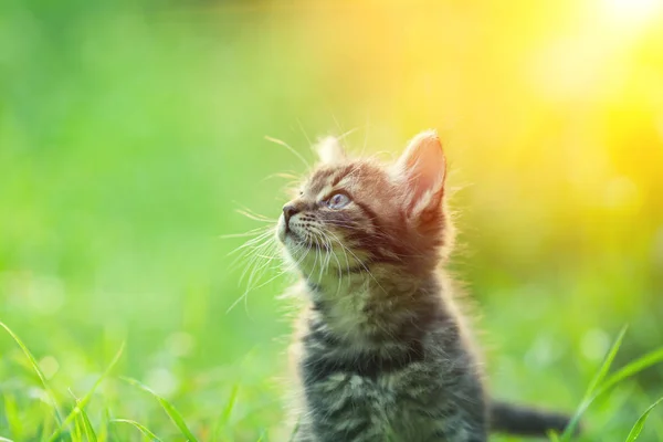 Yaz Aylarında Bir Çim Açık Yürüyüş Küçük Kedi Yavrusu — Stok fotoğraf