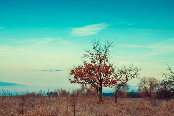 Autumn Landscape Trees Field — Stock Photo, Image