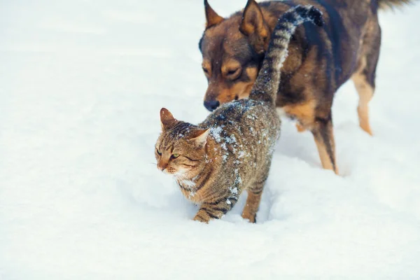 冬天的雪中 狗和猫一起在户外玩耍 — 图库照片