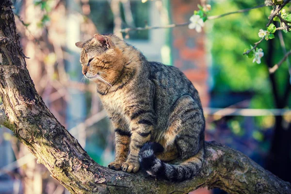 春の庭のりんごの木の枝に猫の肖像画 — ストック写真