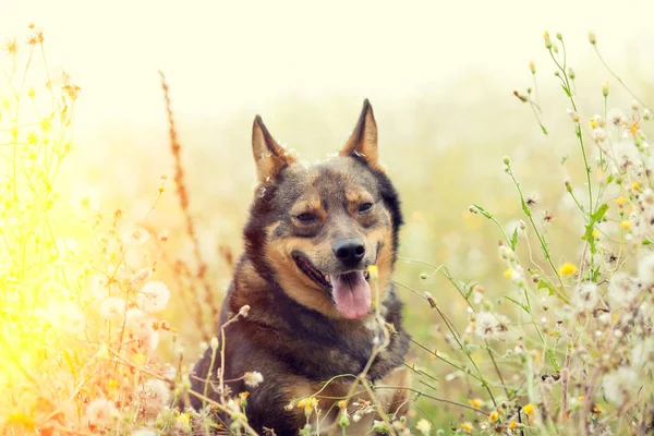 花のフィールドで歩く犬の肖像画 — ストック写真