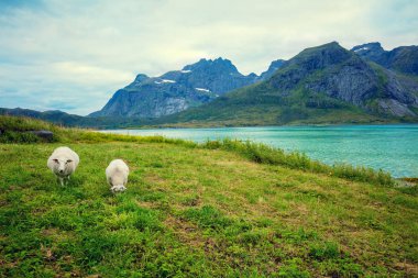 Çayır yakınındaki fiyort. Mera üzerinde iki koyun. Kayalık plaj. Güzel doğa Norveç. Lofoten Adaları