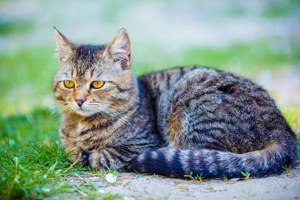 Katze Liegt Freien Auf Gras — Stockfoto
