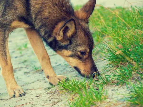 屋外を歩いて 草をくんくんかぐ犬 — ストック写真