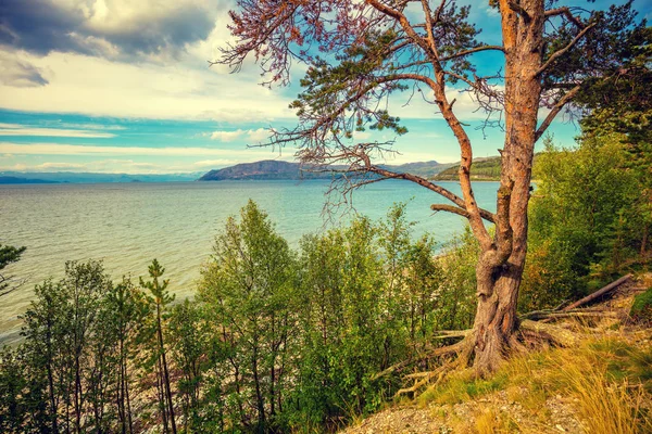 Rive Lac Montagne Avec Pin Belle Nature Norvège — Photo