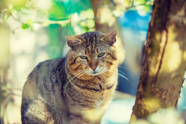 Retrato Del Gato Sobre Rama Del Manzano Jardín Primavera — Foto de Stock