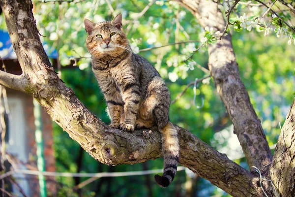 Retrato Del Gato Sobre Rama Del Manzano Jardín Primavera —  Fotos de Stock