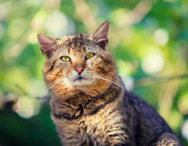 Porträt Der Katze Auf Einem Ast Eines Apfelbaums Garten Frühling — Stockfoto