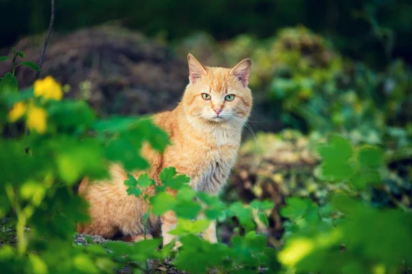 Gato Sentado Livre Grama Jardim — Fotografia de Stock