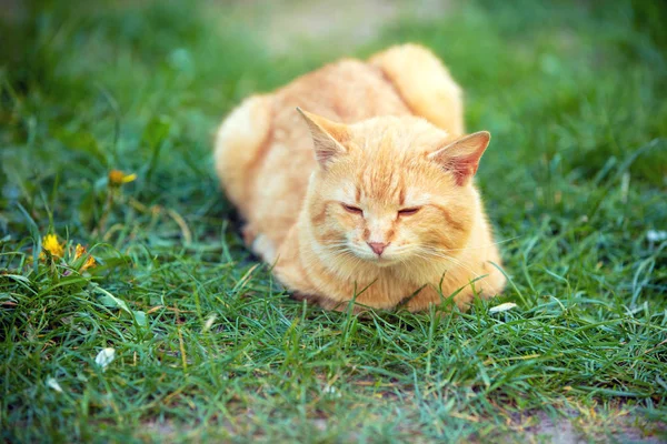 Gato Acostado Aire Libre Sobre Una Hierba — Foto de Stock