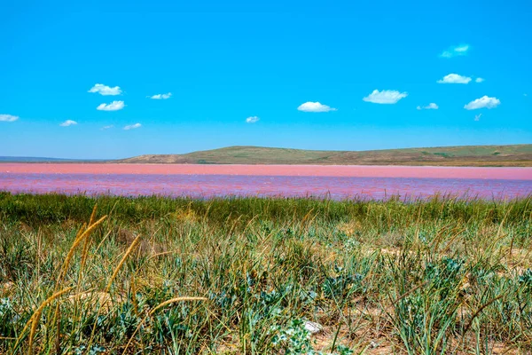 Wilde Landscape Pink Lake — Stock Photo, Image