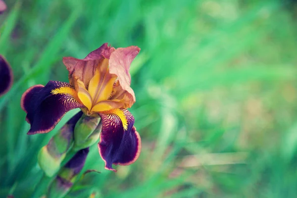 Irisblüten Garten — Stockfoto