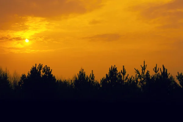 Kultainen Auringonlasku Metsän Yllä Iltaluonto Erämaa — kuvapankkivalokuva