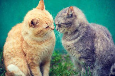 İki kedi birbirine açık koklama