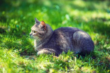 Yaz aylarında çim yalan kedi