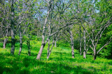 Güneşli bir bahar Parkı. Botanik Bahçesi.